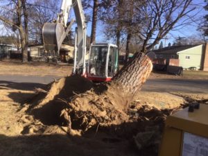 huge stump removal