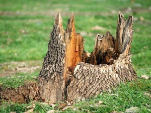 stump grinding Spokane